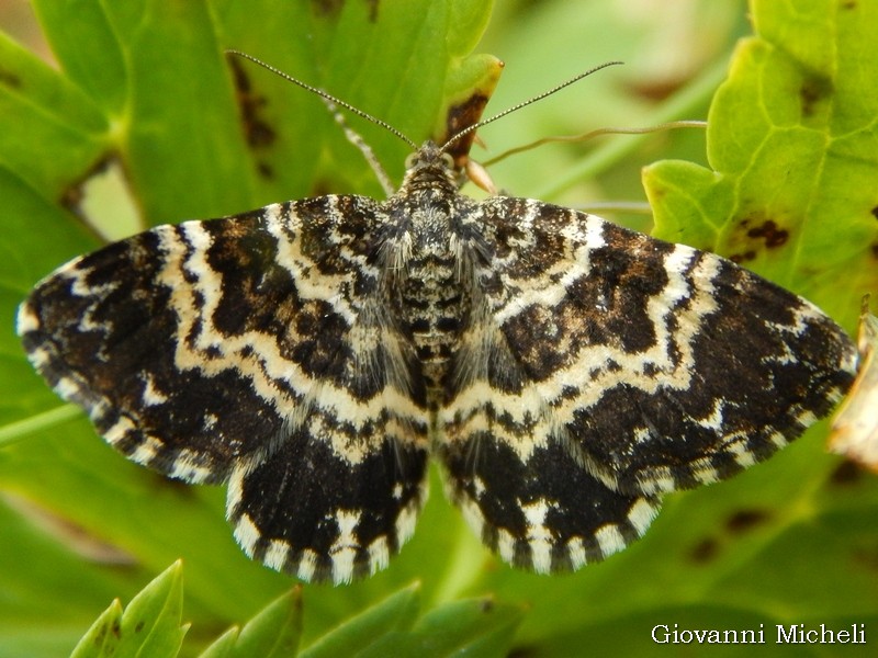 Geometridae da identificare: Epirrhoe tristata